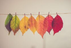 GRANDE VENTE D&rsquo;AUTOMNE